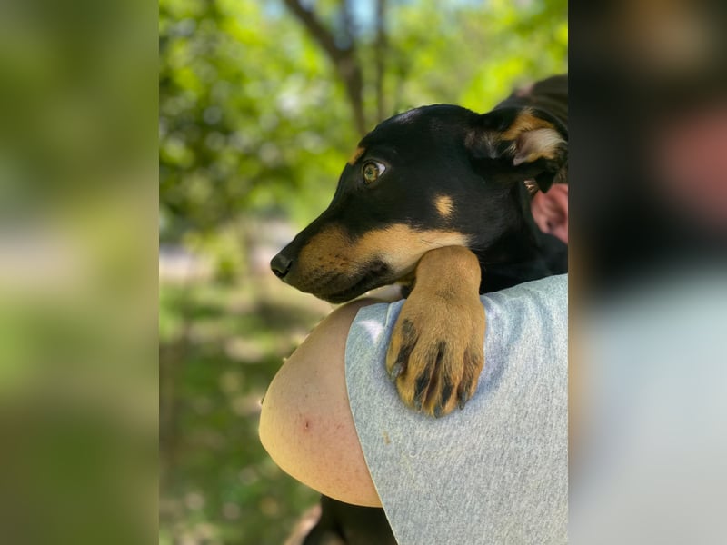 Tyson-LM – Kleiner Sonnenschein sucht große Liebe