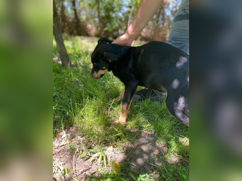 Tyson-LM – Kleiner Sonnenschein sucht große Liebe