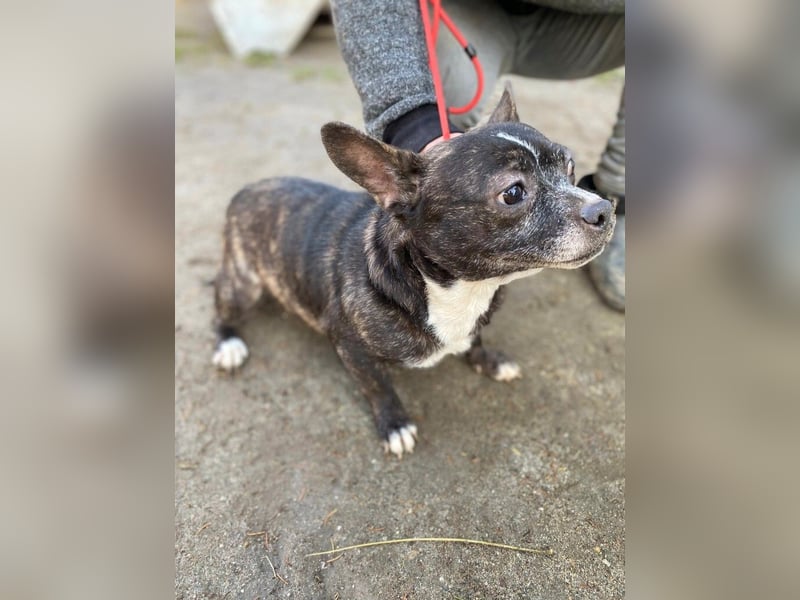 Monty LM – kleiner Rüde mit schwerem Start sucht geduldige Menschen