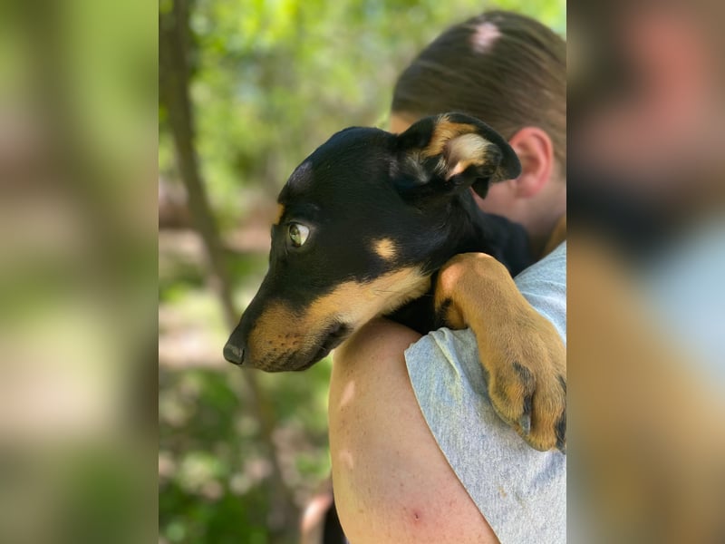 Tyson-LM – Kleiner Sonnenschein sucht große Liebe