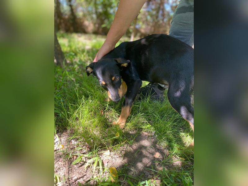 Tyson-LM – Kleiner Sonnenschein sucht große Liebe