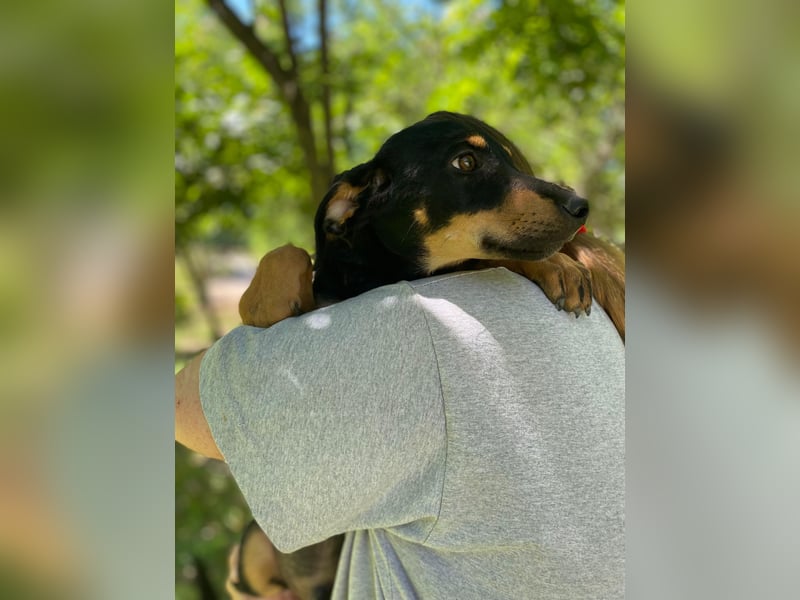 Tyson-LM – Kleiner Sonnenschein sucht große Liebe