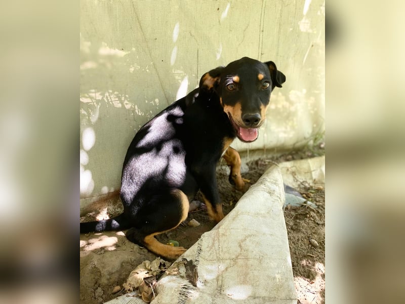 Tyson-LM – Kleiner Sonnenschein sucht große Liebe