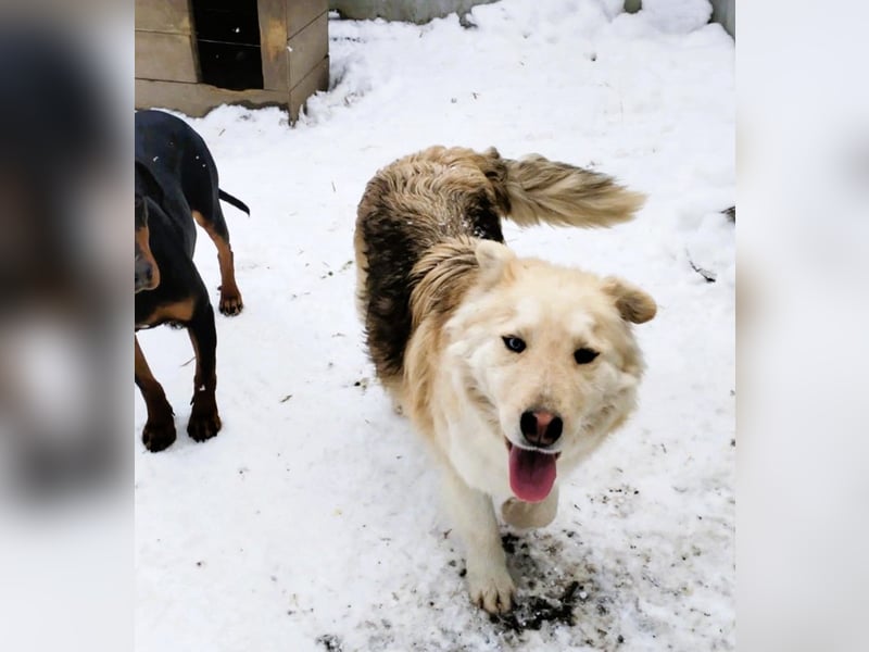 Wunderschöner „Jamie“ – hat das Hundeherz am rechten Fleck