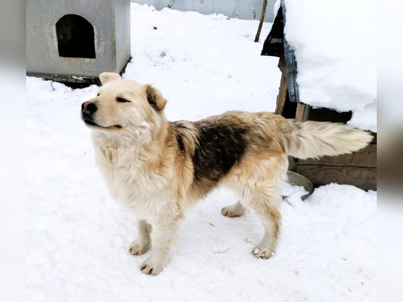 Wunderschöner „Jamie“ – hat das Hundeherz am rechten Fleck