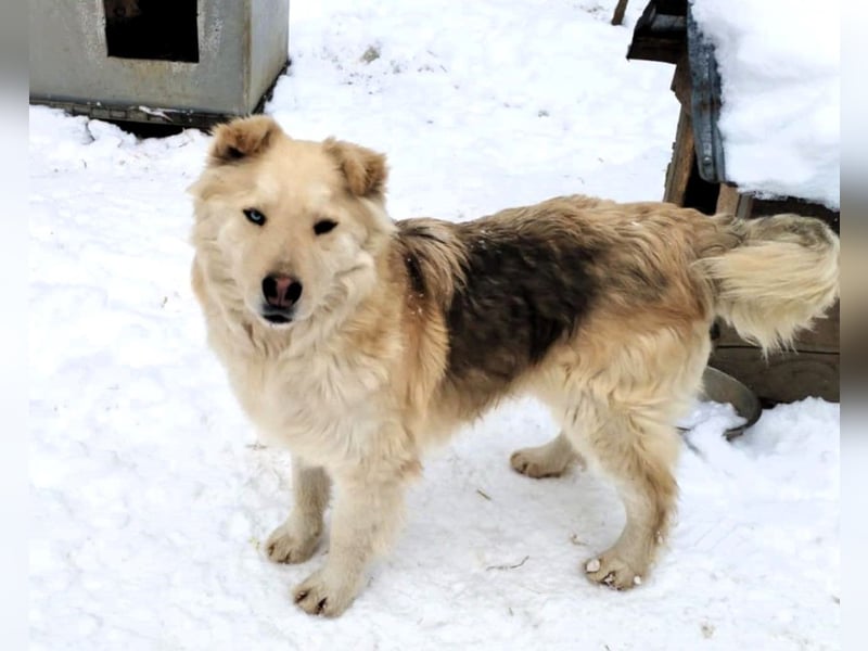 Wunderschöner „Jamie“ – hat das Hundeherz am rechten Fleck