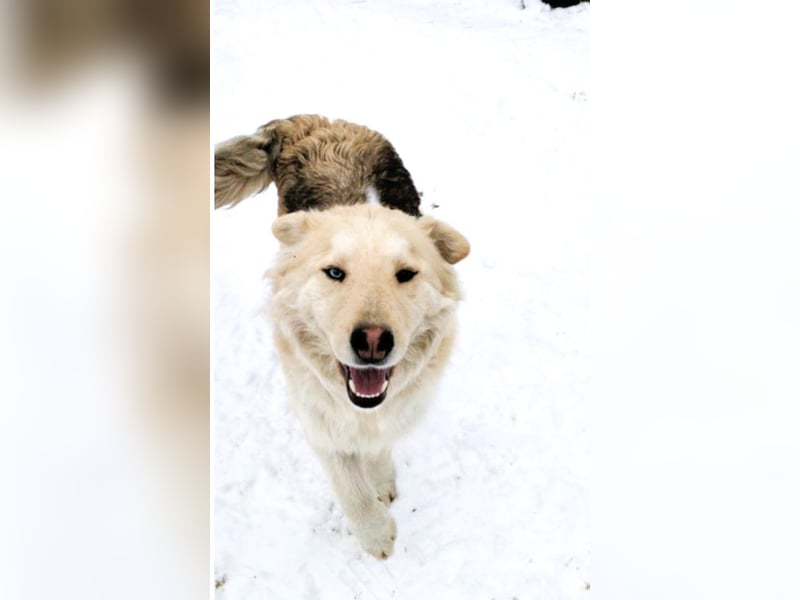 Wunderschöner „Jamie“ – hat das Hundeherz am rechten Fleck