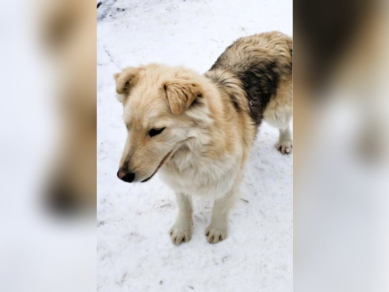 Wunderschöner „Jamie“ – hat das Hundeherz am rechten Fleck