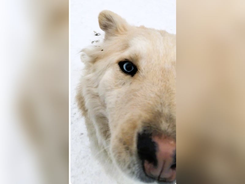 Wunderschöner „Jamie“ – hat das Hundeherz am rechten Fleck