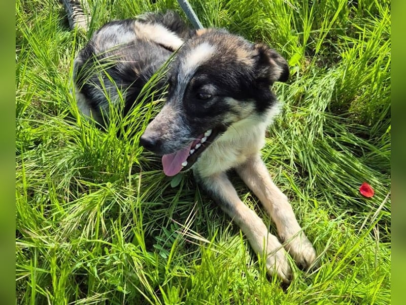 Hübscher Loki – ist startklar für ein neues Leben