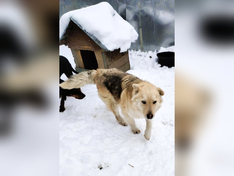 Wunderschöner „Jamie“ – hat das Hundeherz am rechten Fleck