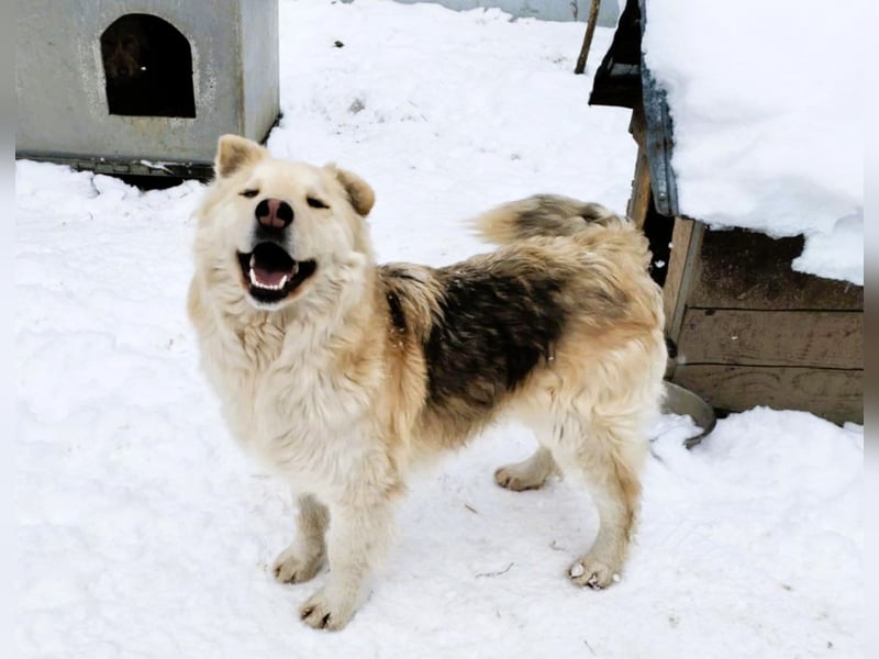 Wunderschöner „Jamie“ – hat das Hundeherz am rechten Fleck