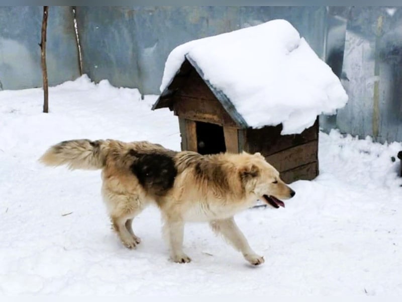 Wunderschöner „Jamie“ – hat das Hundeherz am rechten Fleck