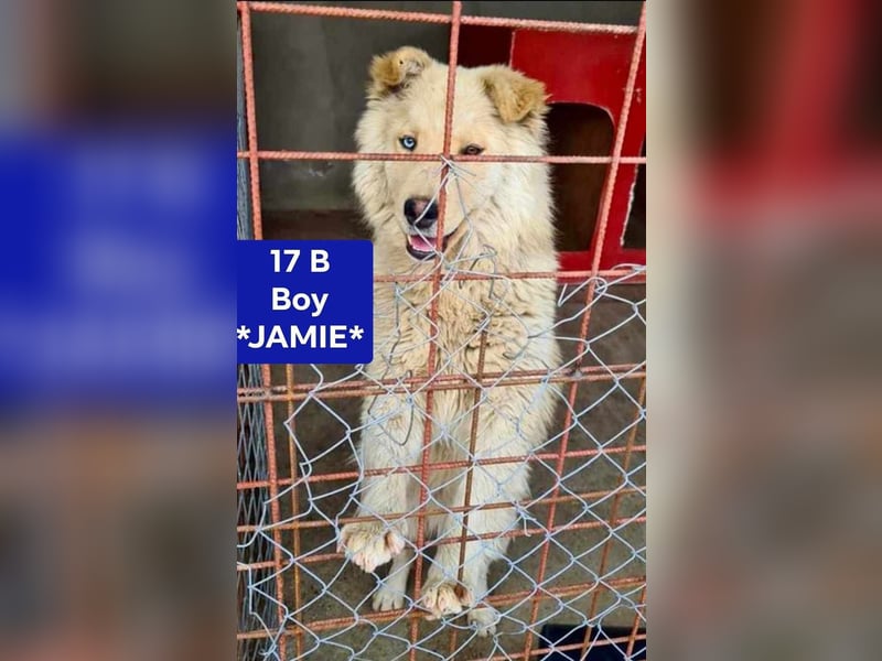 Wunderschöner „Jamie“ – hat das Hundeherz am rechten Fleck