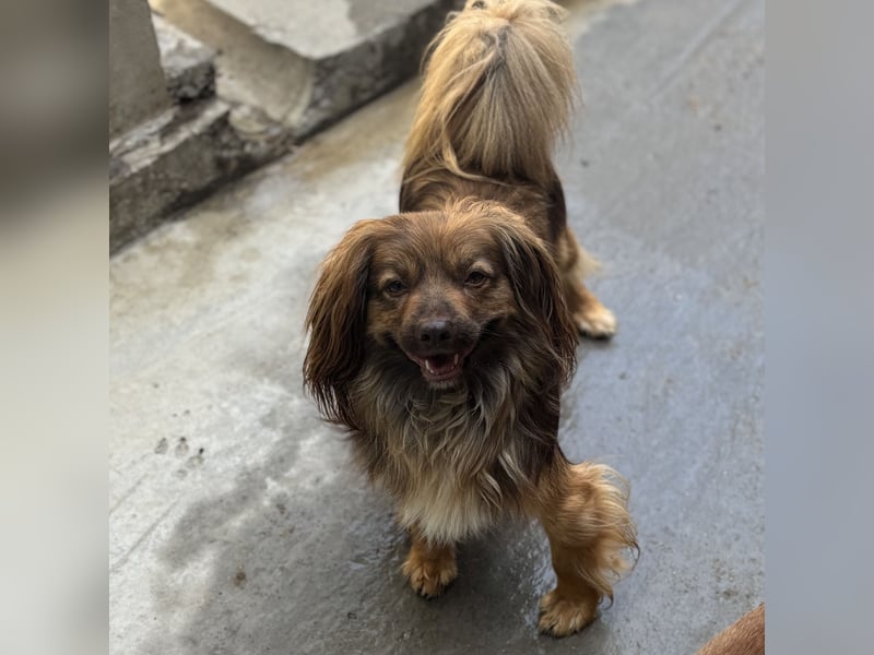 PEPE LEBTE BEI HUNDESAMMLERN