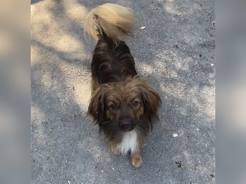 PEPE LEBTE BEI HUNDESAMMLERN