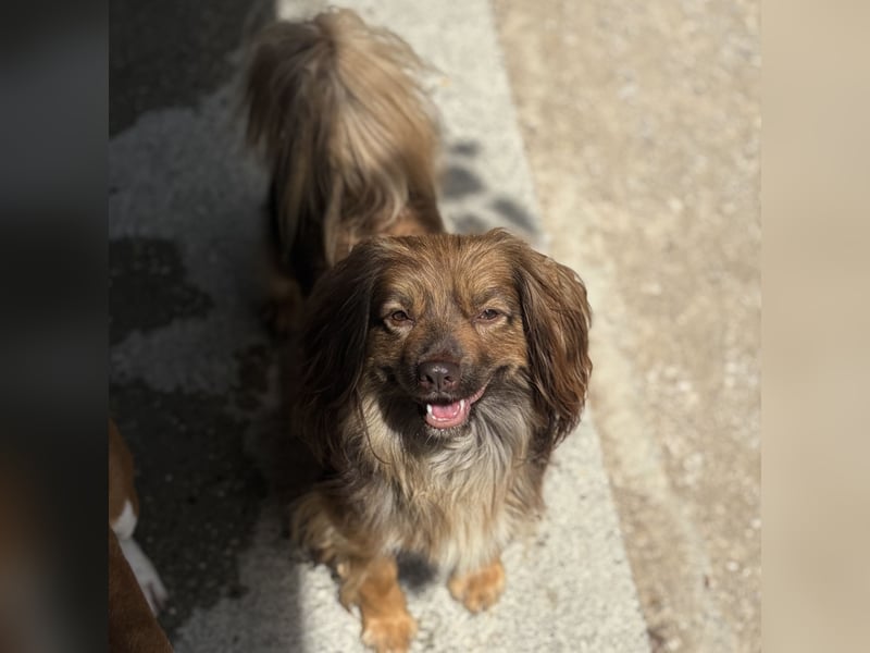 PEPE LEBTE BEI HUNDESAMMLERN