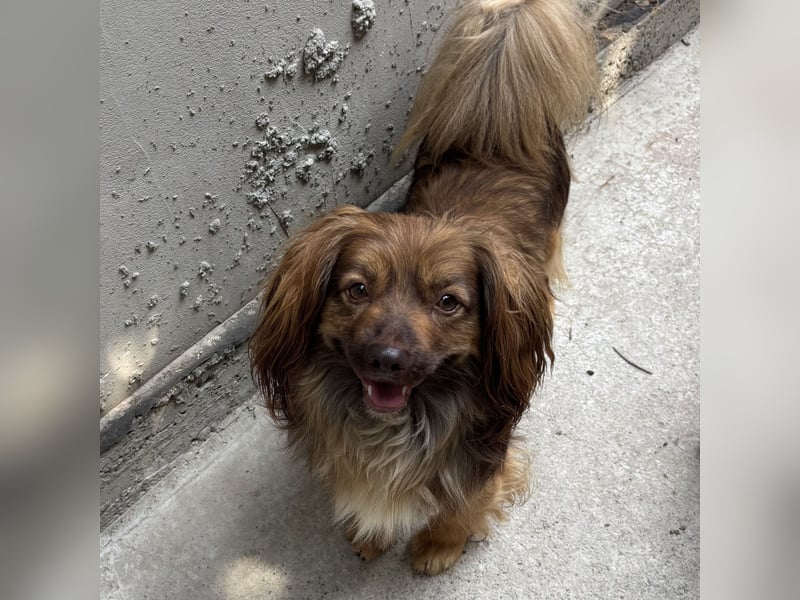 PEPE LEBTE BEI HUNDESAMMLERN