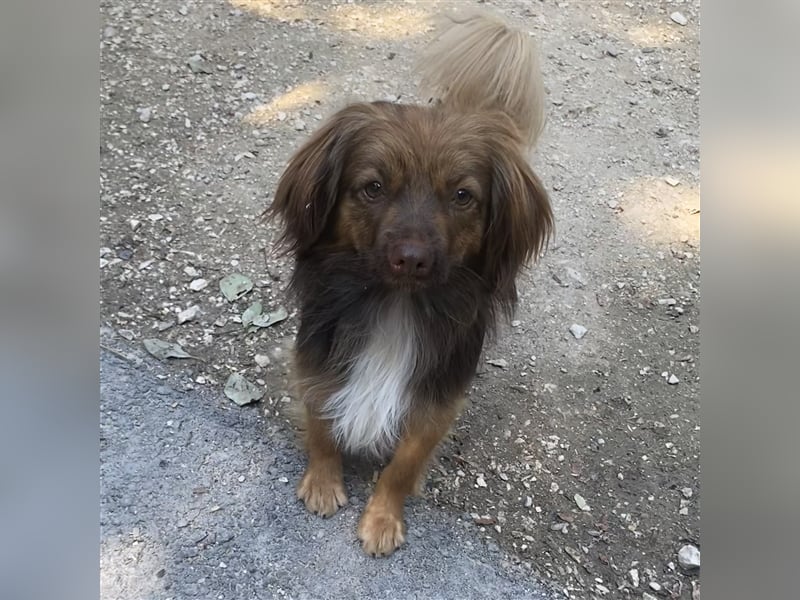 PEPE LEBTE BEI HUNDESAMMLERN