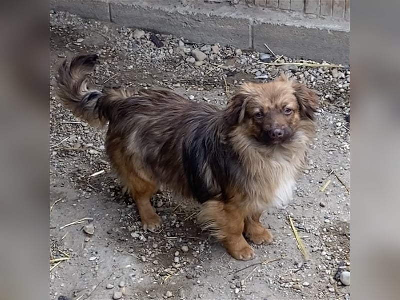 PEPE LEBTE BEI HUNDESAMMLERN