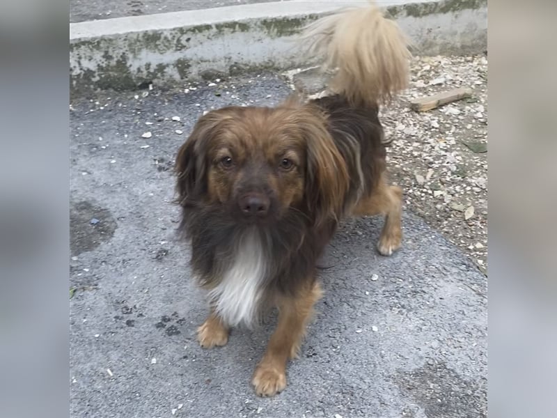 PEPE LEBTE BEI HUNDESAMMLERN