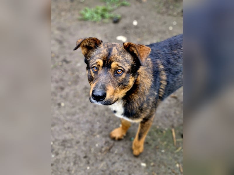 TEDDY - ca 55cm, freundlich und gemütlich, sucht Traumzuhause
