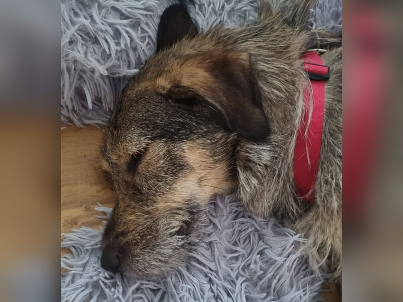JORGOS - Herzenshund sucht sein Fürimmerzuhause auf PS in 65618 Selters