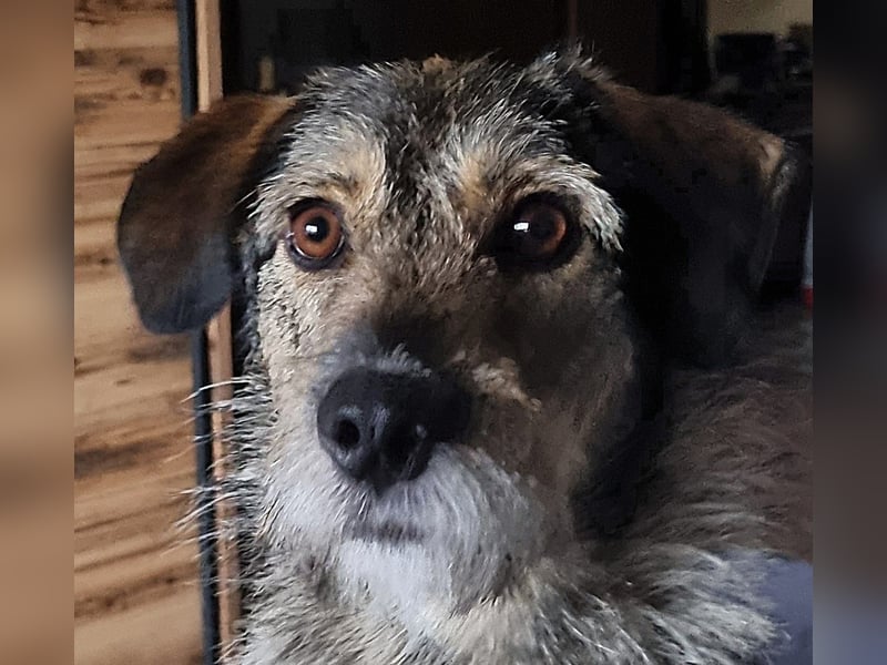JORGOS - Herzenshund sucht sein Fürimmerzuhause auf PS in 65618 Selters
