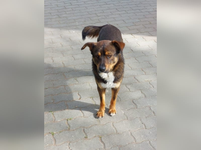 TEDDY - ca 55cm, freundlich und gemütlich, sucht Traumzuhause