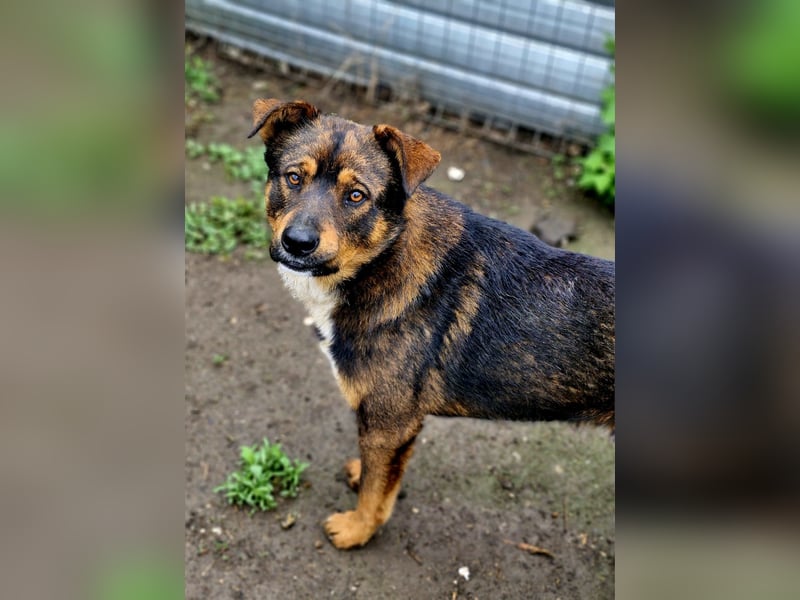 TEDDY - ca 55cm, freundlich und gemütlich, sucht Traumzuhause