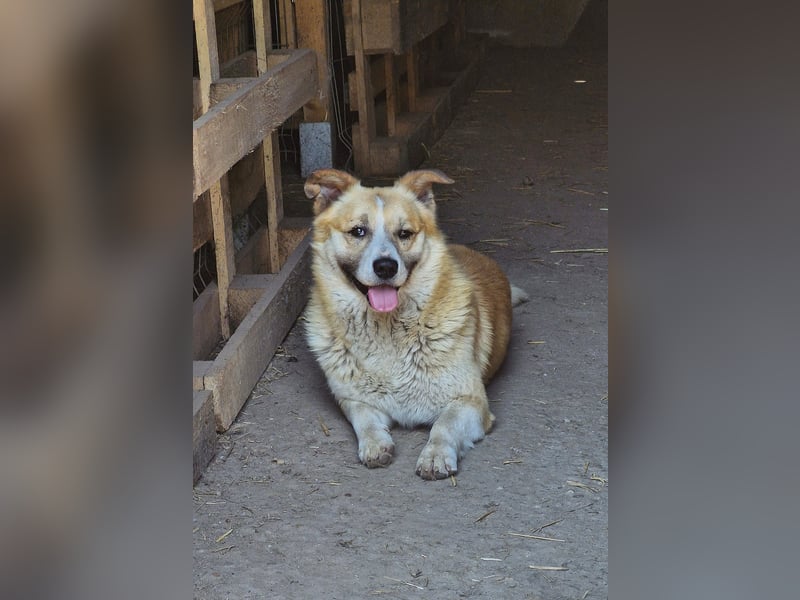 PITZI - ca 40cm - sucht seine Würstchengeber