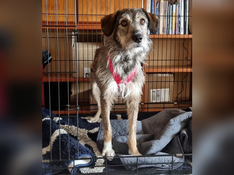 JORGOS - Herzenshund sucht sein Fürimmerzuhause auf PS in 65618 Selters