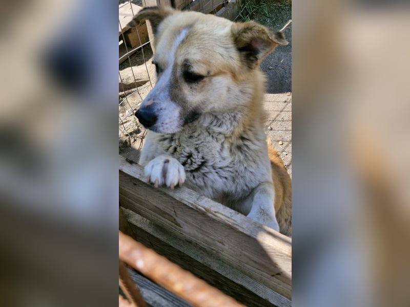 PITZI - ca 40cm - sucht seine Würstchengeber