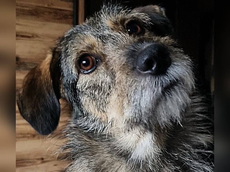 JORGOS - Herzenshund sucht sein Fürimmerzuhause auf PS in 65618 Selters