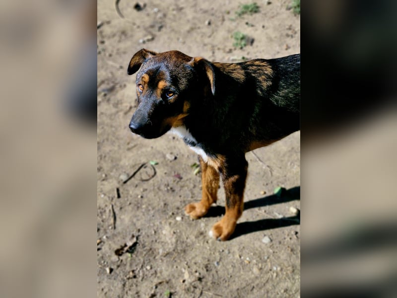 TEDDY - ca 55cm, freundlich und gemütlich, sucht Traumzuhause