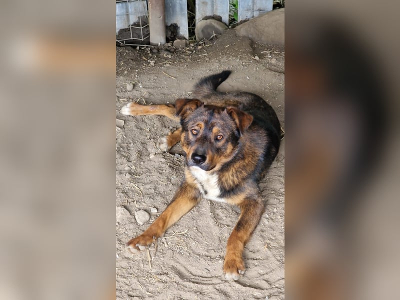 TEDDY - ca 55cm, freundlich und gemütlich, sucht Traumzuhause