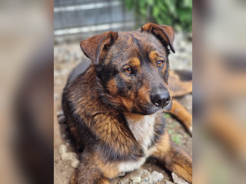 TEDDY - ca 55cm, freundlich und gemütlich, sucht Traumzuhause
