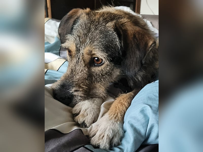 JORGOS - Herzenshund sucht sein Fürimmerzuhause auf PS in 65618 Selters