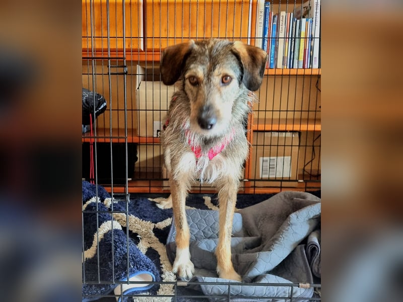JORGOS - Herzenshund sucht sein Fürimmerzuhause auf PS in 65618 Selters