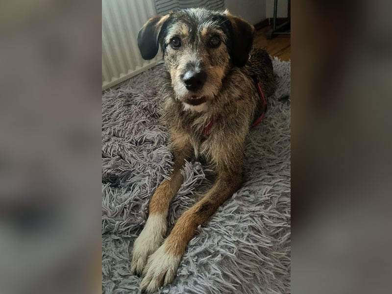 JORGOS - Herzenshund sucht sein Fürimmerzuhause auf PS in 65618 Selters