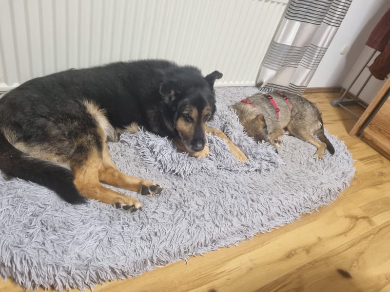 JORGOS - Herzenshund sucht sein Fürimmerzuhause auf PS in 65618 Selters