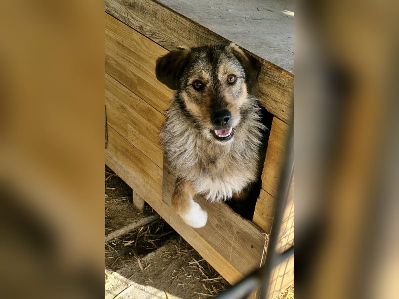 JORGOS - Herzenshund sucht sein Fürimmerzuhause auf PS in 65618 Selters