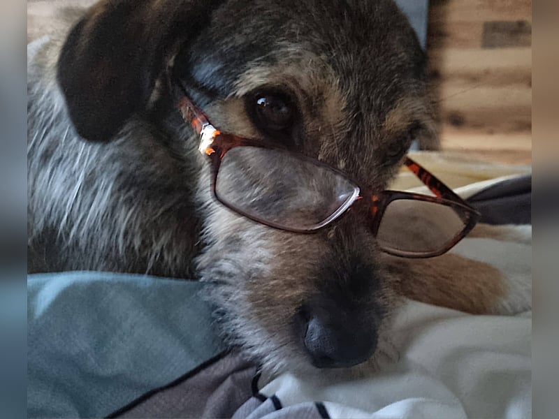 JORGOS - Herzenshund sucht sein Fürimmerzuhause auf PS in 65618 Selters
