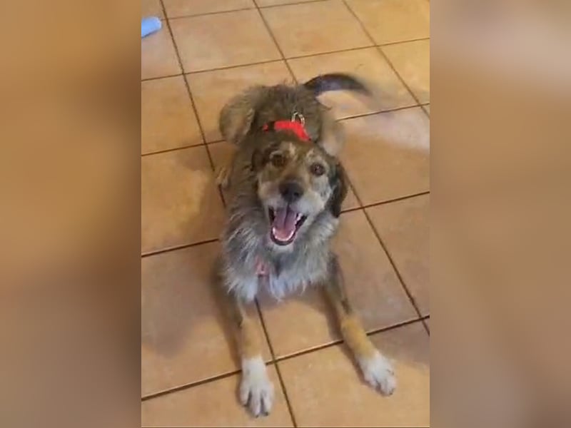 JORGOS - Herzenshund sucht sein Fürimmerzuhause auf PS in 65618 Selters