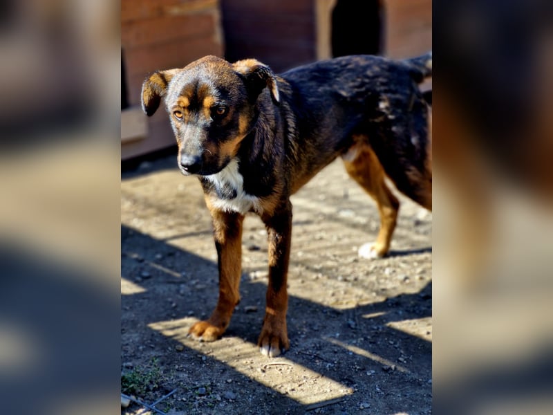 TEDDY - ca 55cm, freundlich und gemütlich, sucht Traumzuhause