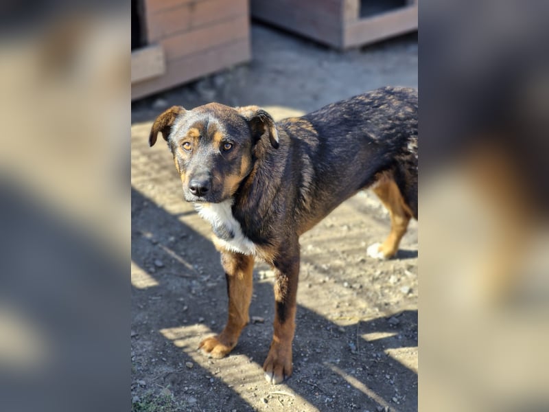 TEDDY - ca 55cm, freundlich und gemütlich, sucht Traumzuhause