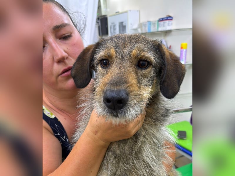 JORGOS - Herzenshund sucht sein Fürimmerzuhause auf PS in 65618 Selters