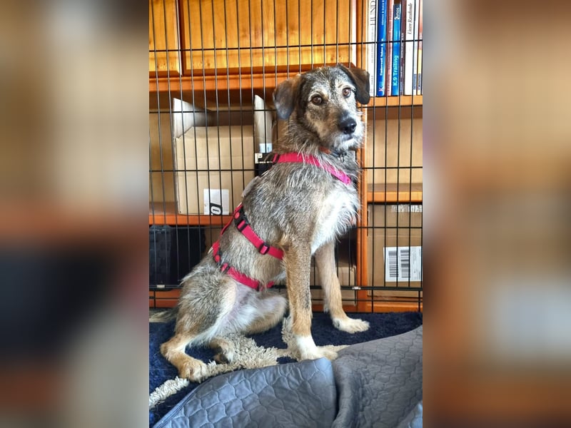 JORGOS - Herzenshund sucht sein Fürimmerzuhause auf PS in 65618 Selters