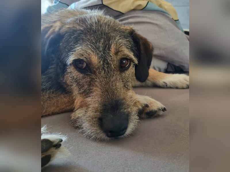JORGOS - Herzenshund sucht sein Fürimmerzuhause auf PS in 65618 Selters