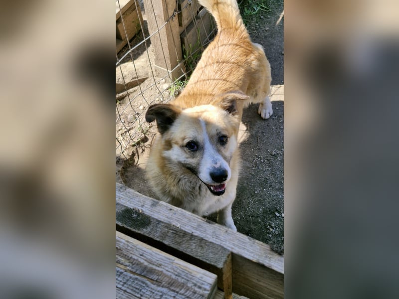 PITZI - ca 40cm - sucht seine Würstchengeber